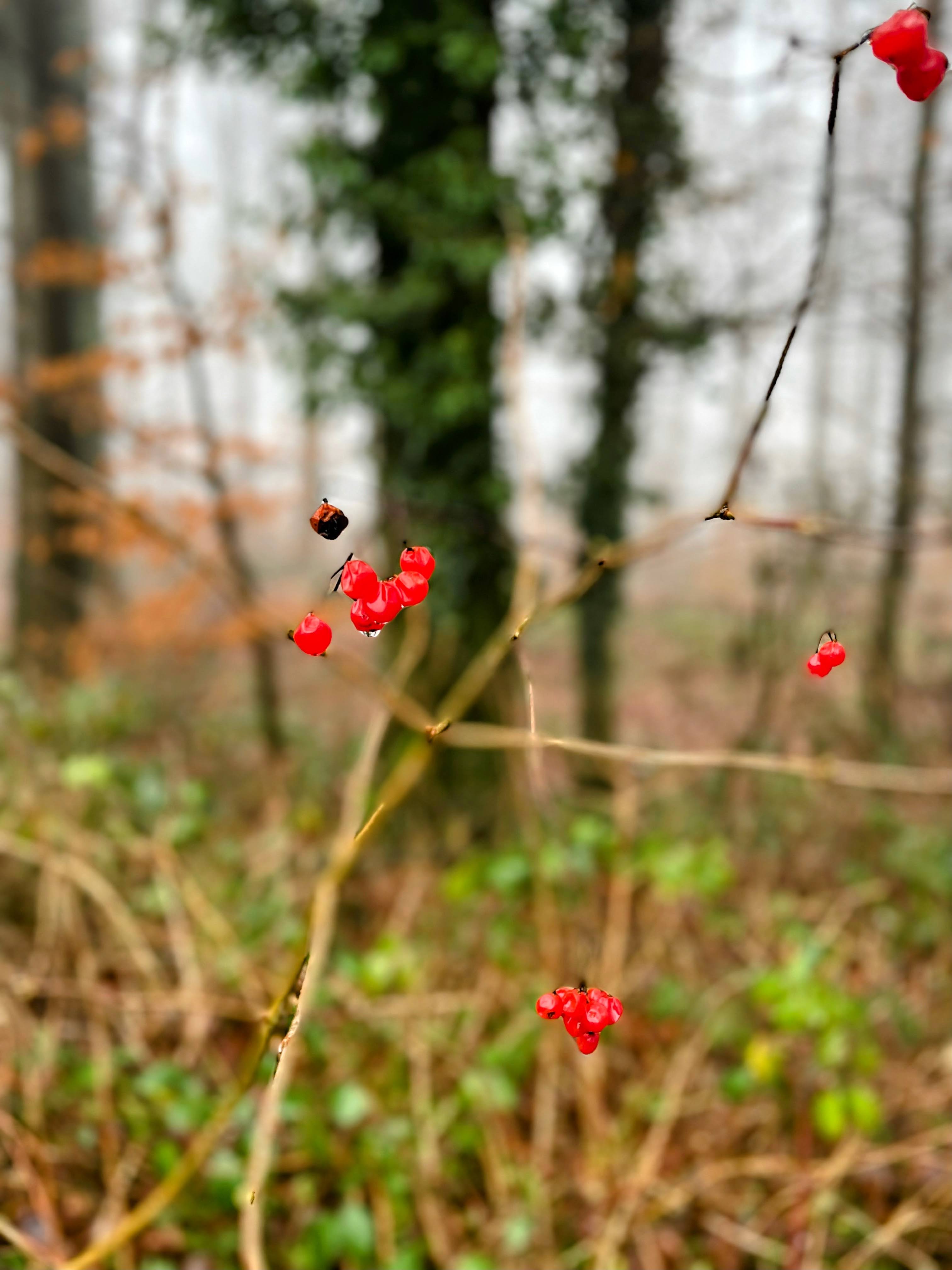 beeren.jpg